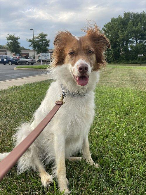Springer Spaniel Lab Border Collie Mix