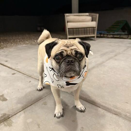 Puglee 