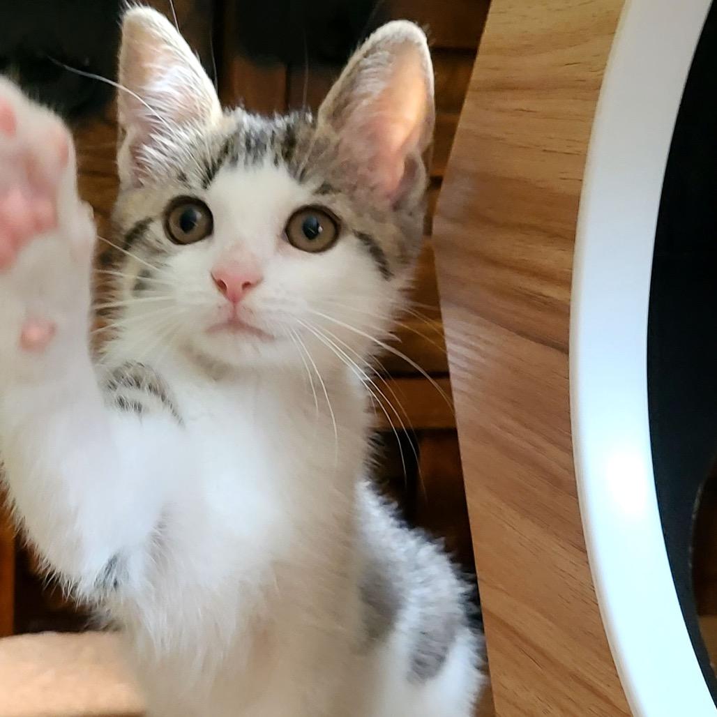 Sophie (Bronson Kitten 1)