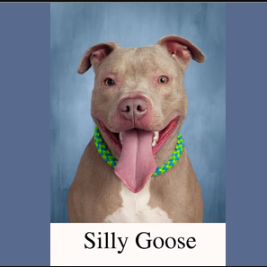 Silly Goose