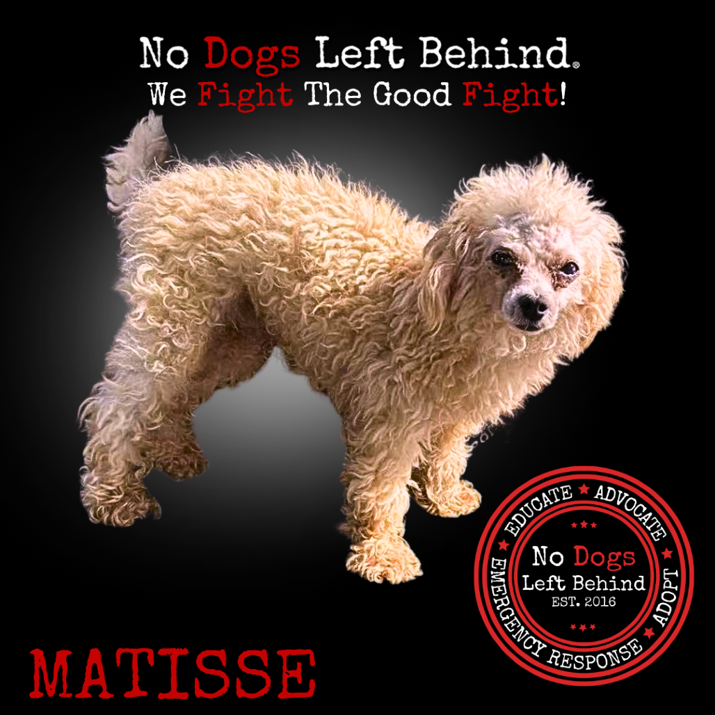 Matisse 3854