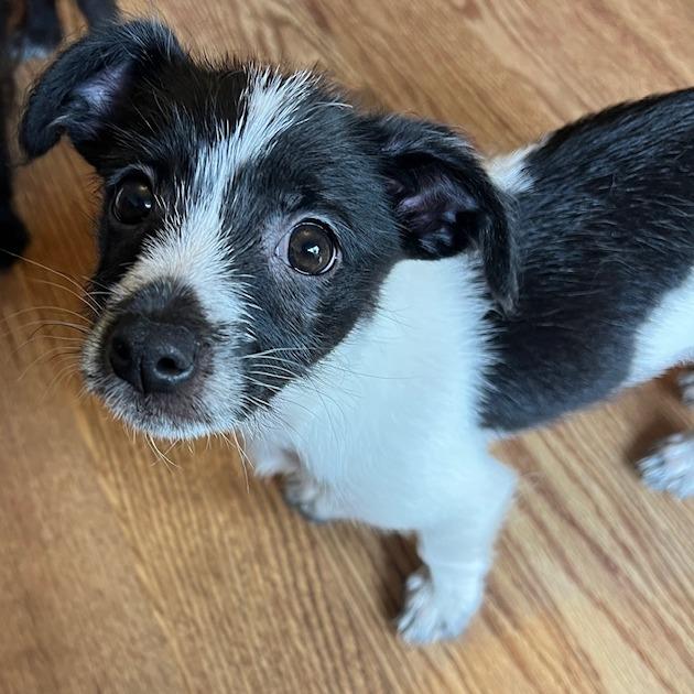 Stella