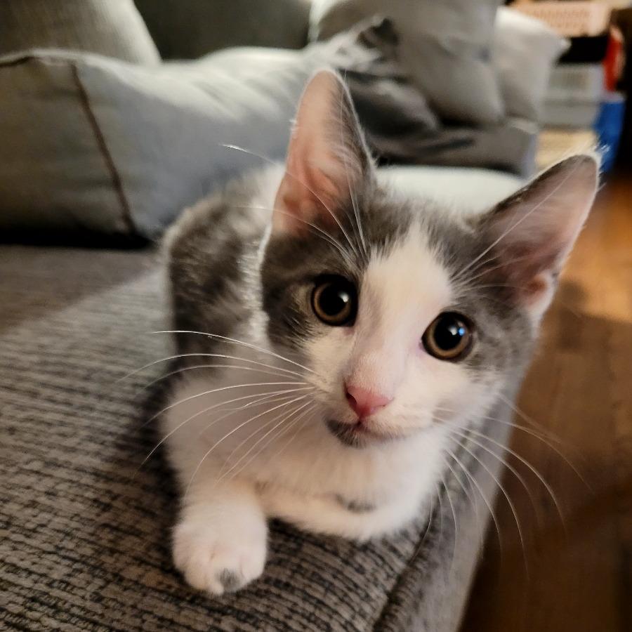 Fallon