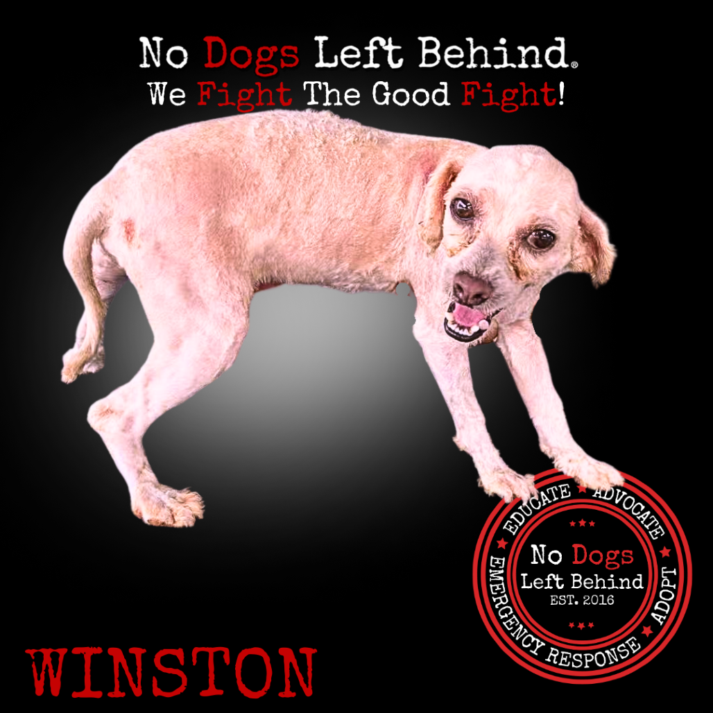 Winston 4199