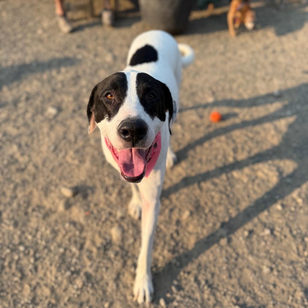 Gus 
