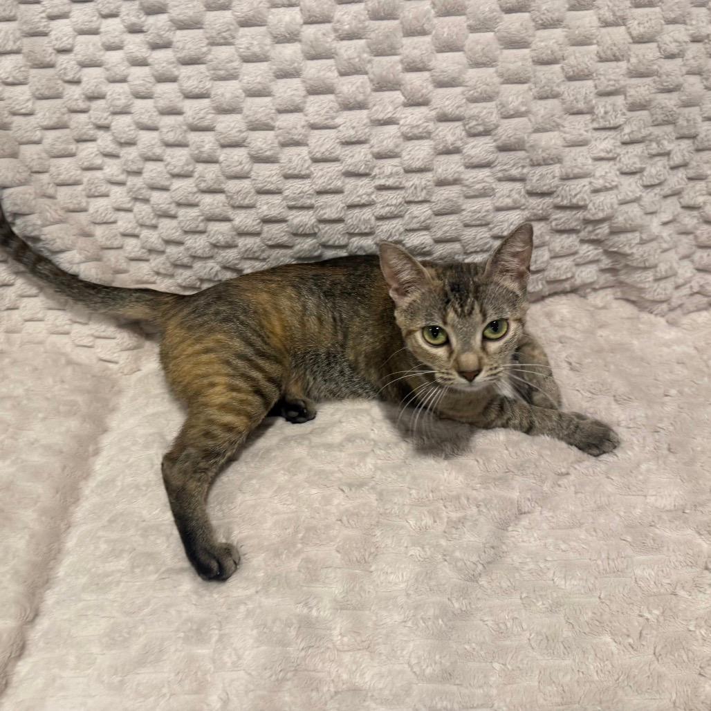 Tootsie