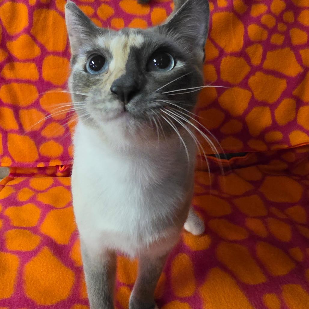 SNOWSHOE