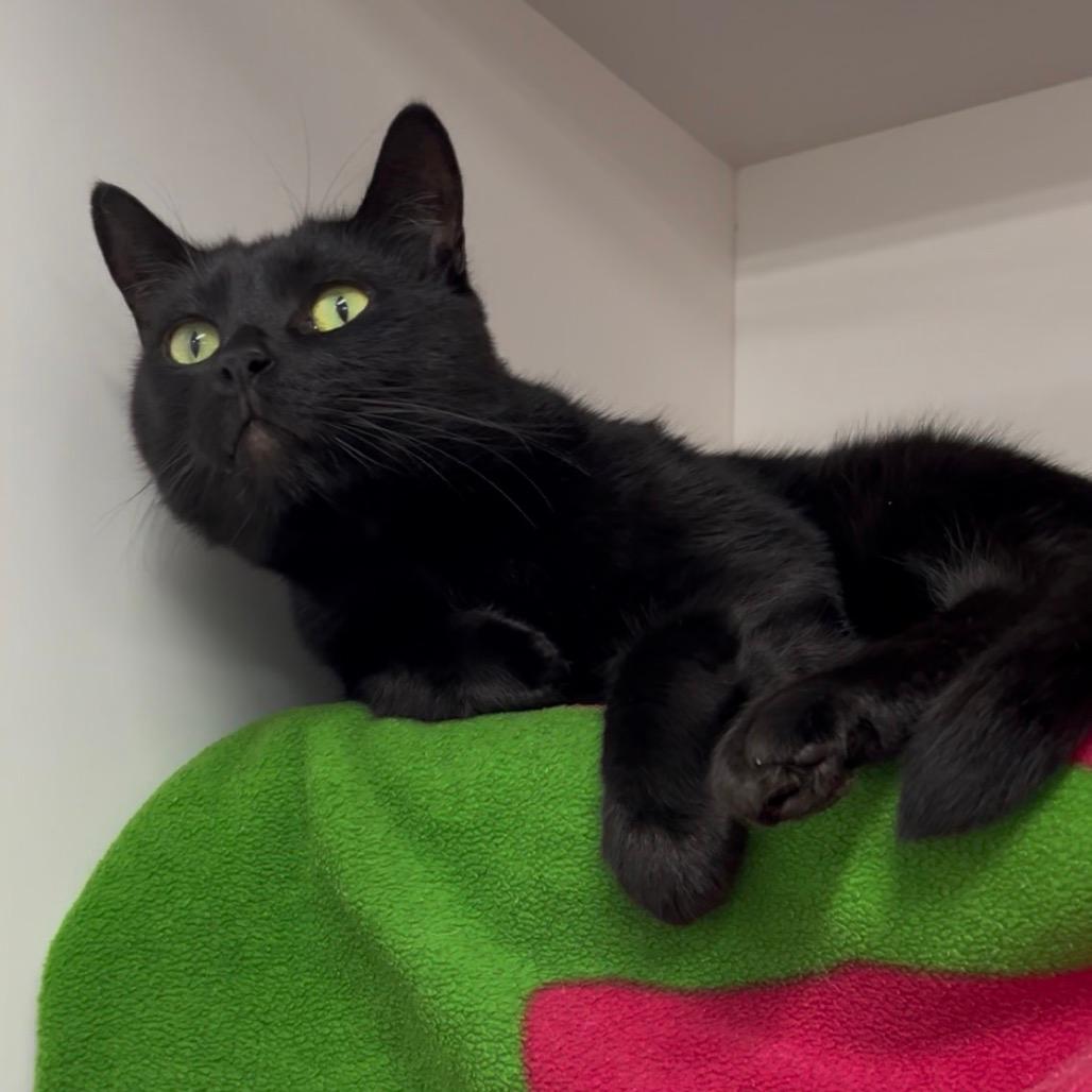 T'Challa