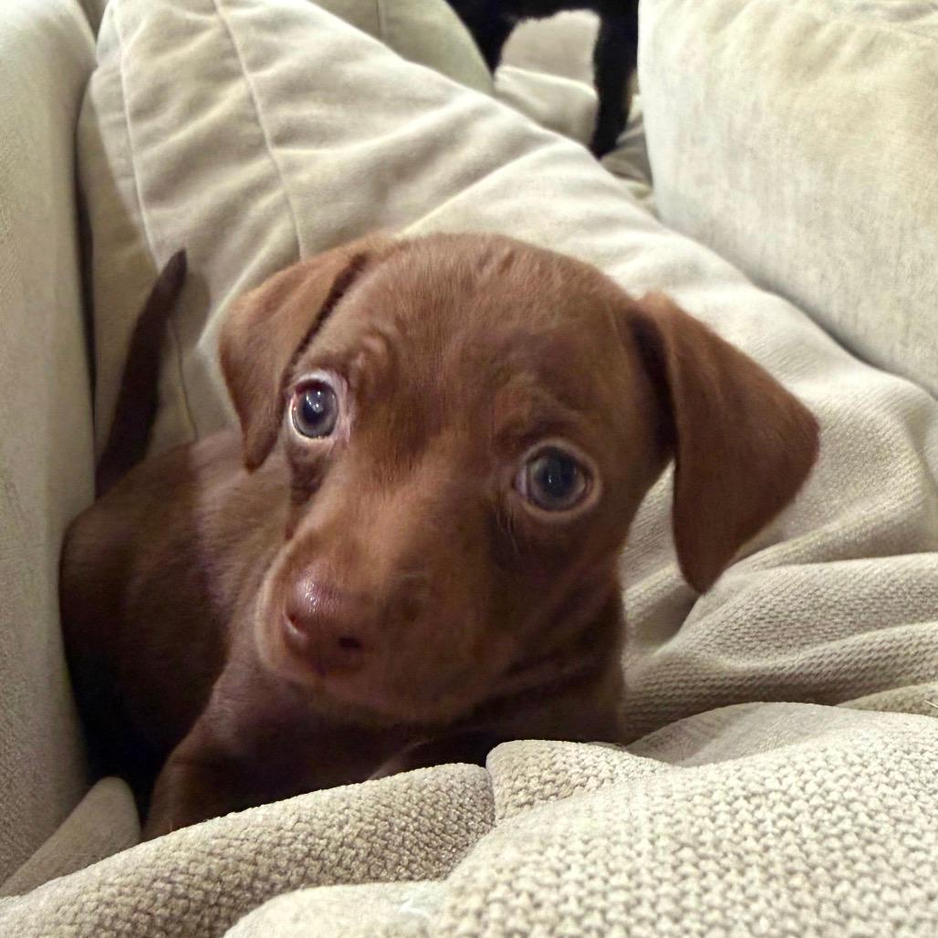 Oakley