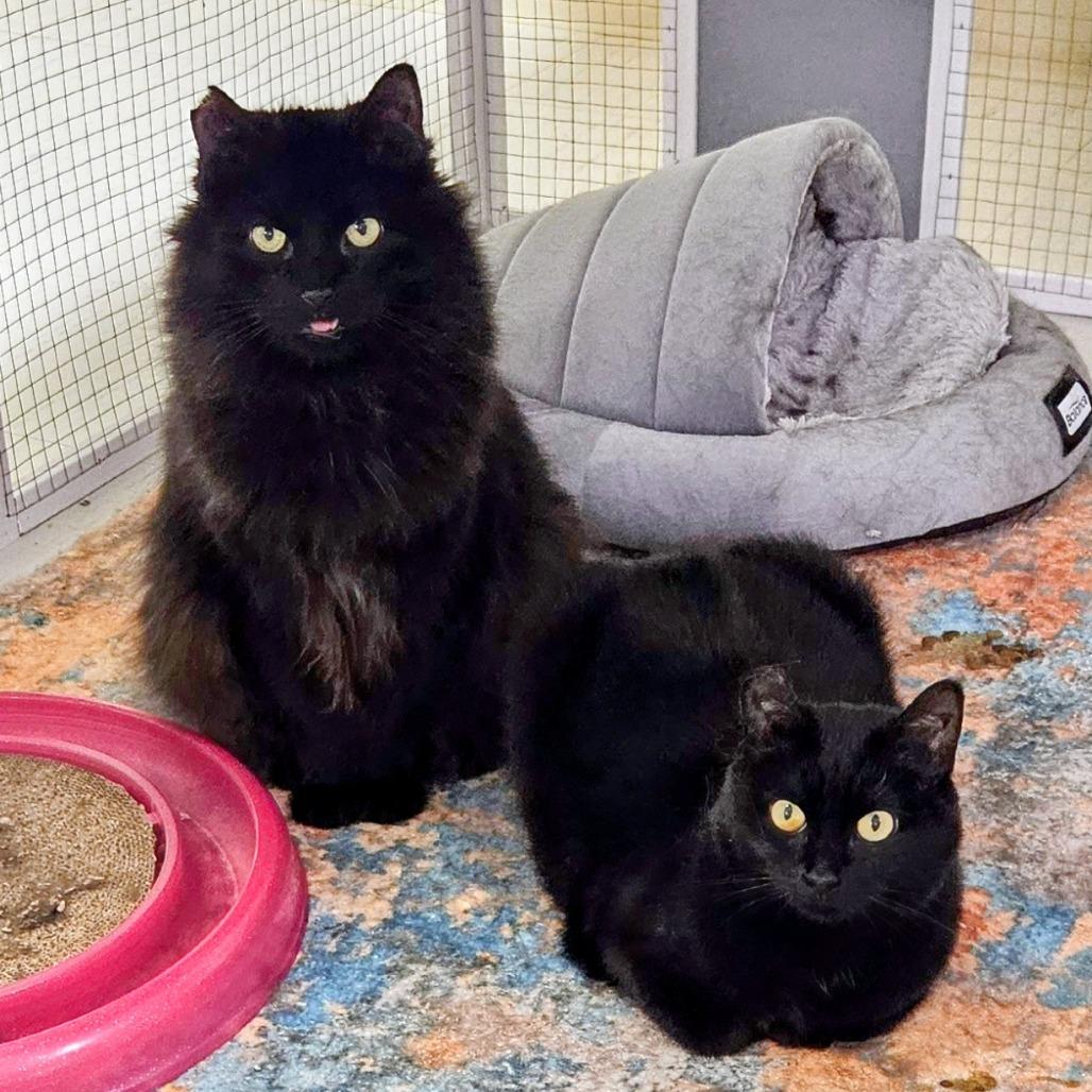 Tilly, bonded with Bing Bong