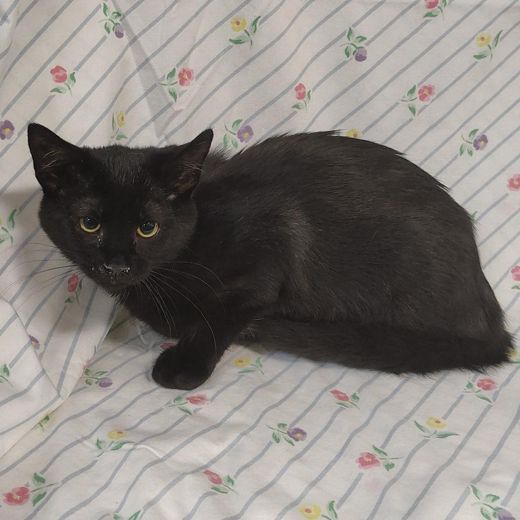 Black4 / Spunky