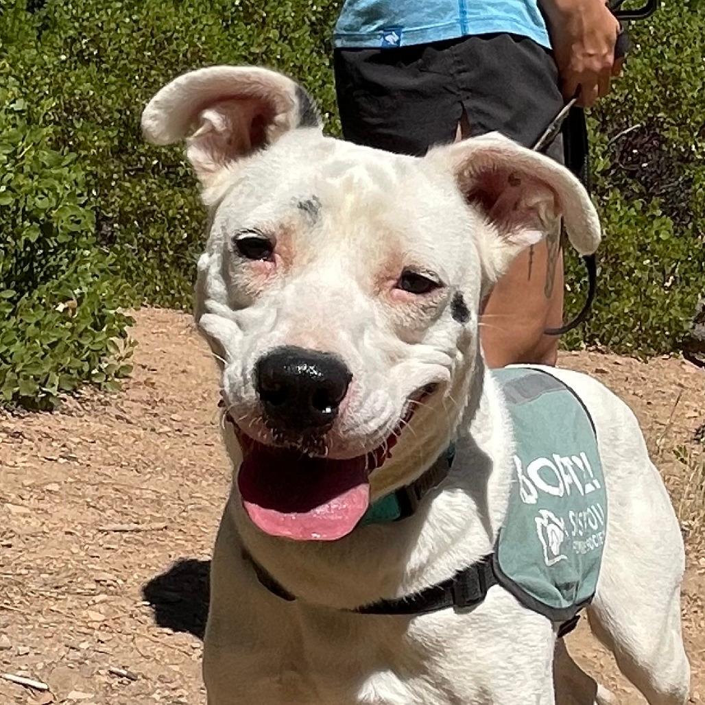 Dottie