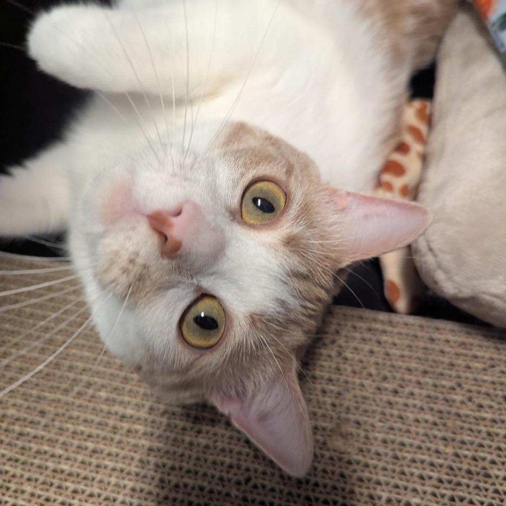 Gingersnap 