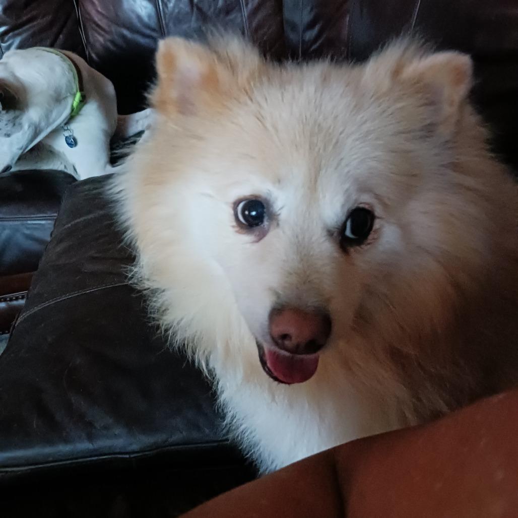 Lexi