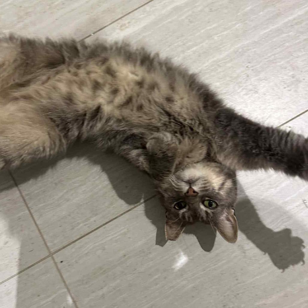 Mr. Darcy FKA Dewey