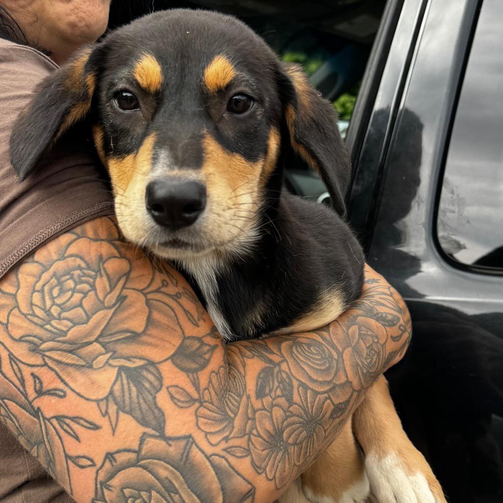 NY Janie (Foster in Holmes NY)