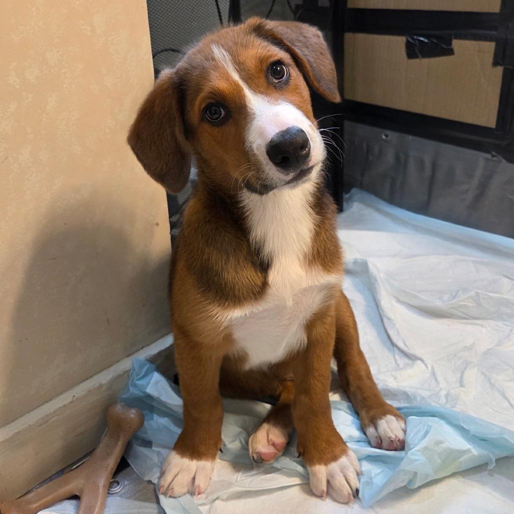 NY Jared (Foster in Brewster NY)