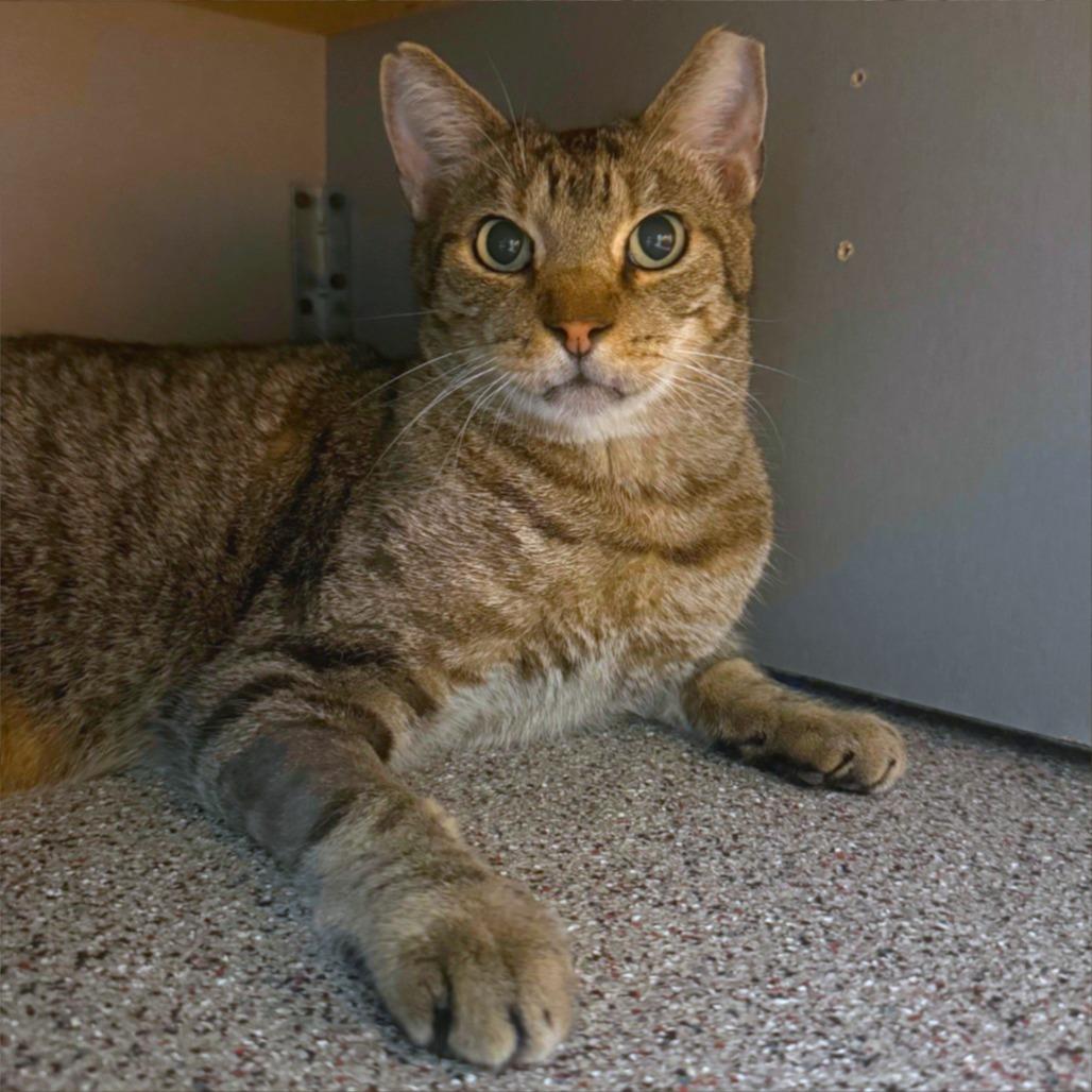 KitKat