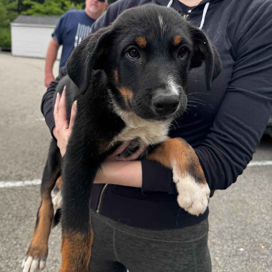 NY Johnny (Foster in Holmes NY)