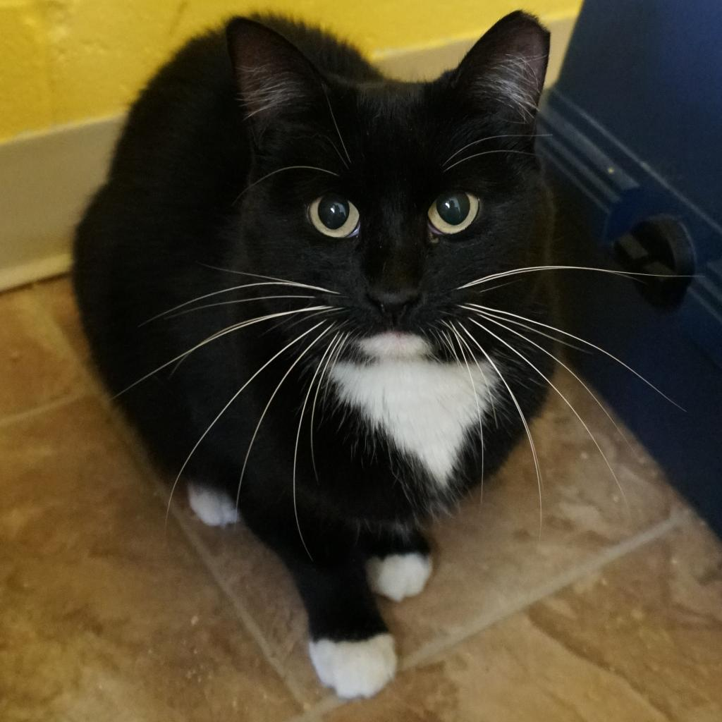 Sammy