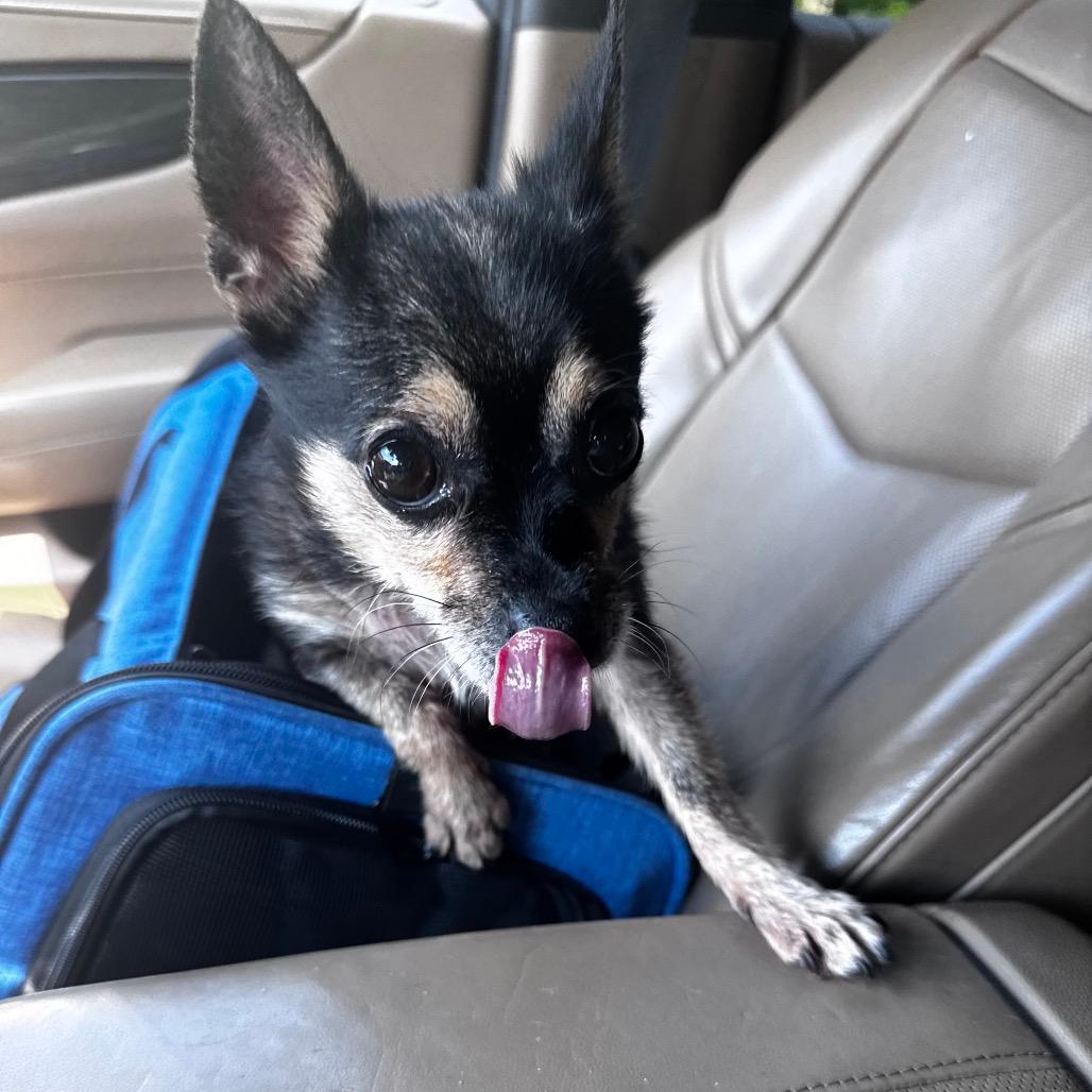 Chi Chi