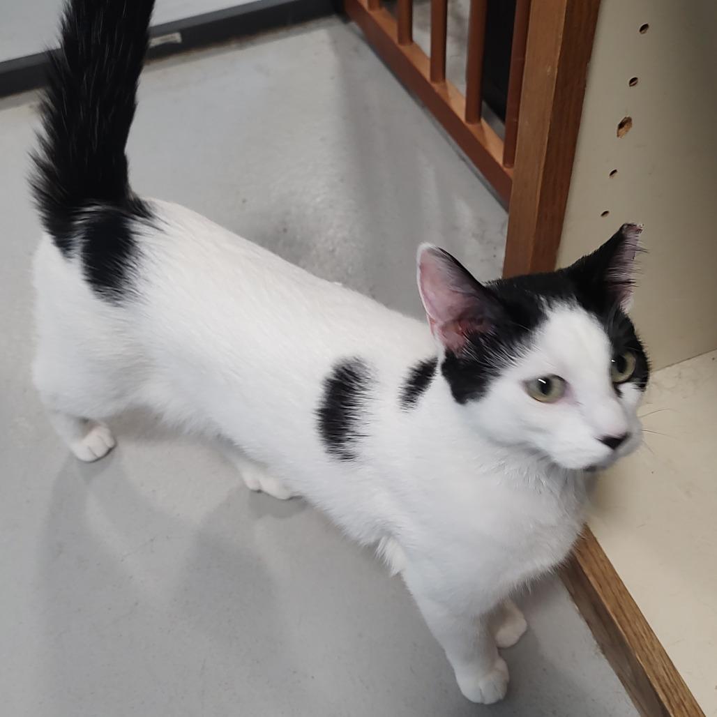 Oreo