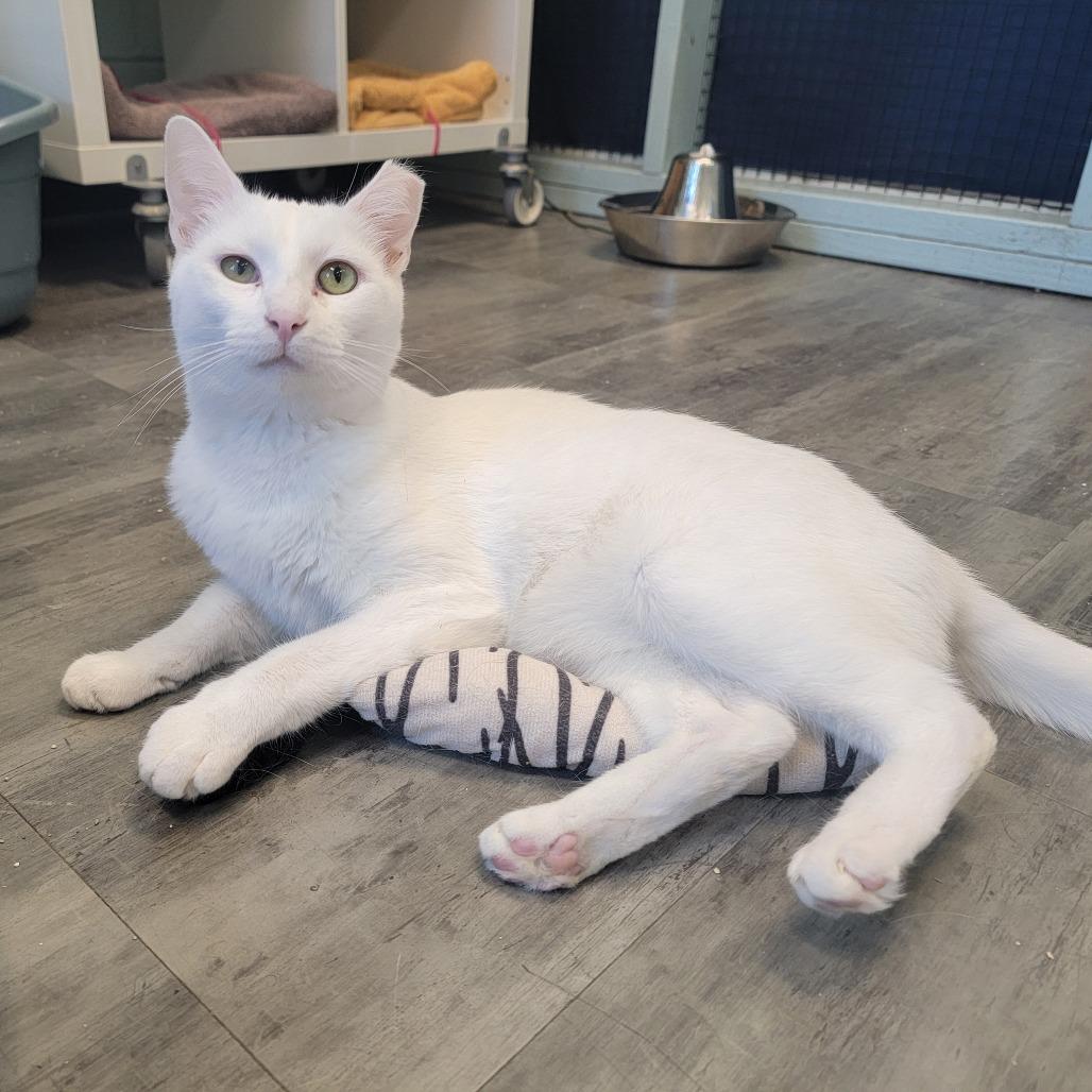 Freddie Purrcury