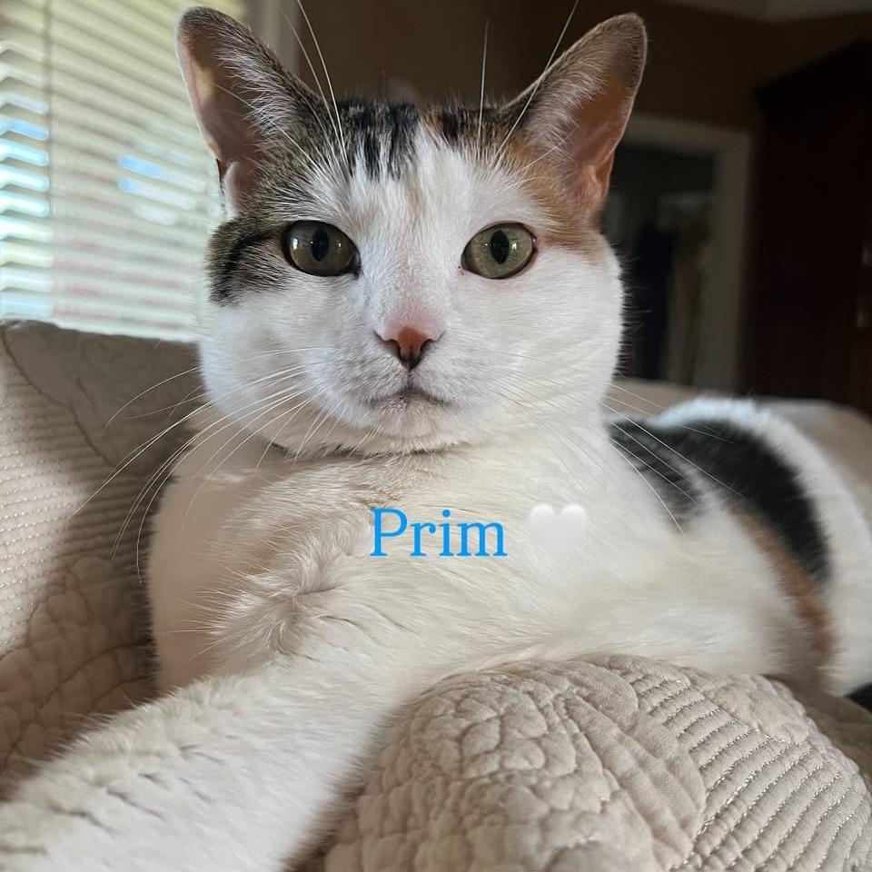 Prim
