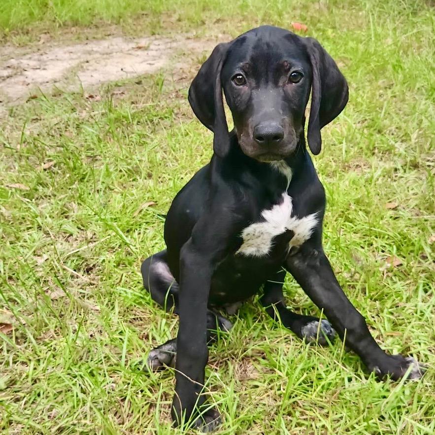 Waylon