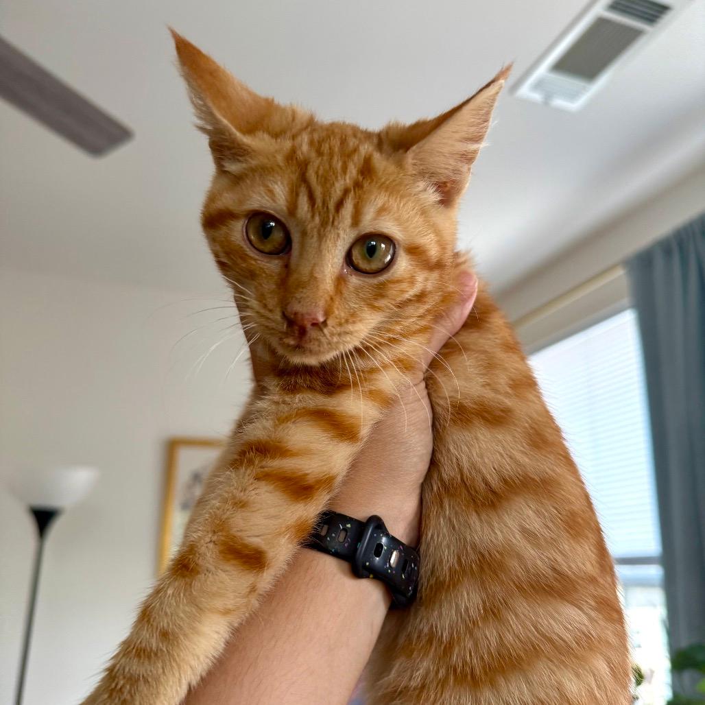 Marmalade