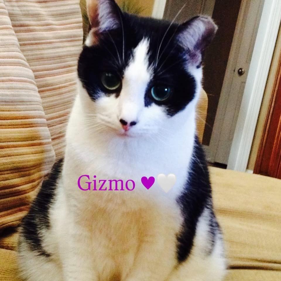 Gizmo