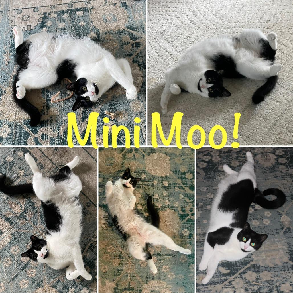 Mini Moo (bonded with Momma Moo)