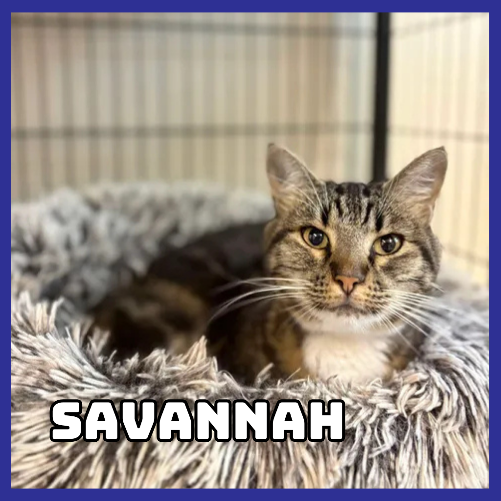 Savannah