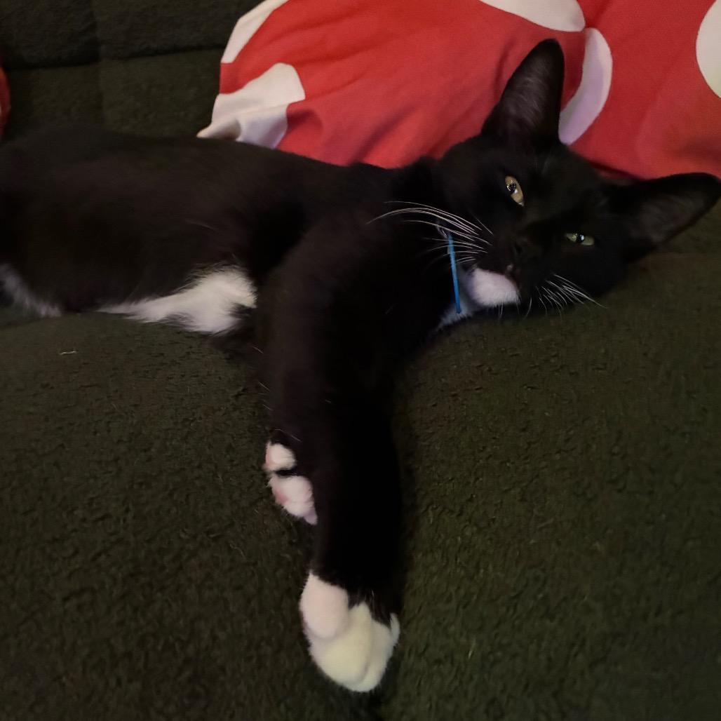 Ciel (cat cafe adoption)