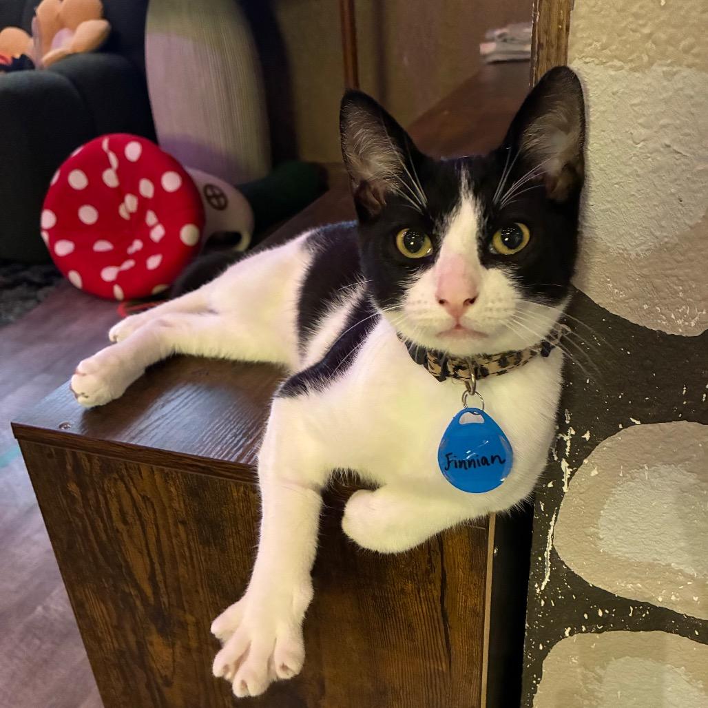 Finnian (cat cafe adoption)