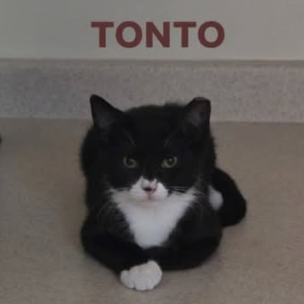 Tonto