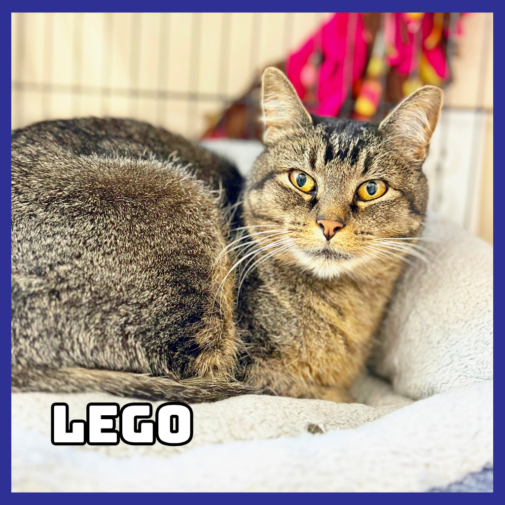 Lego 