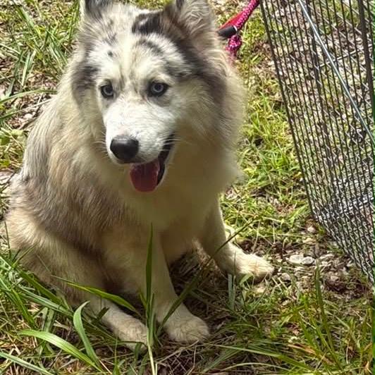 meeko