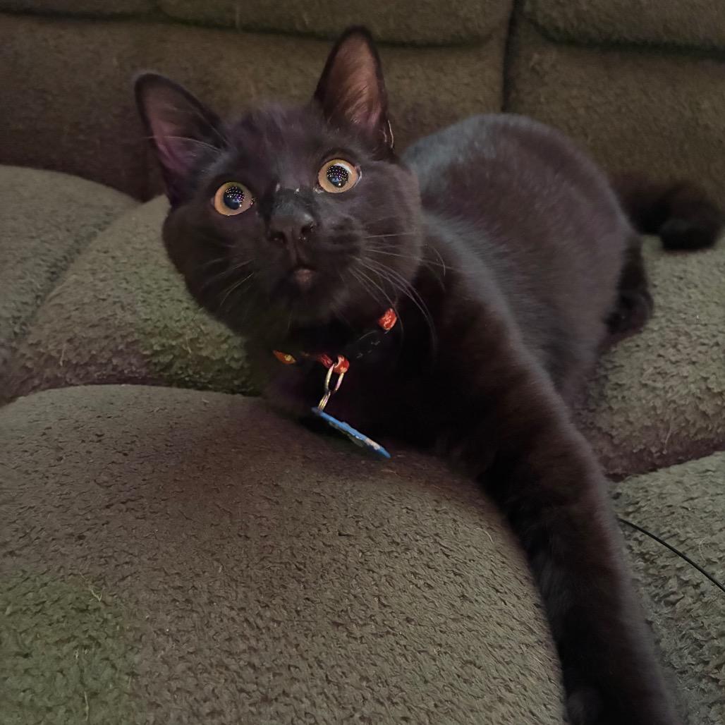 Mochi (cat cafe adoption)