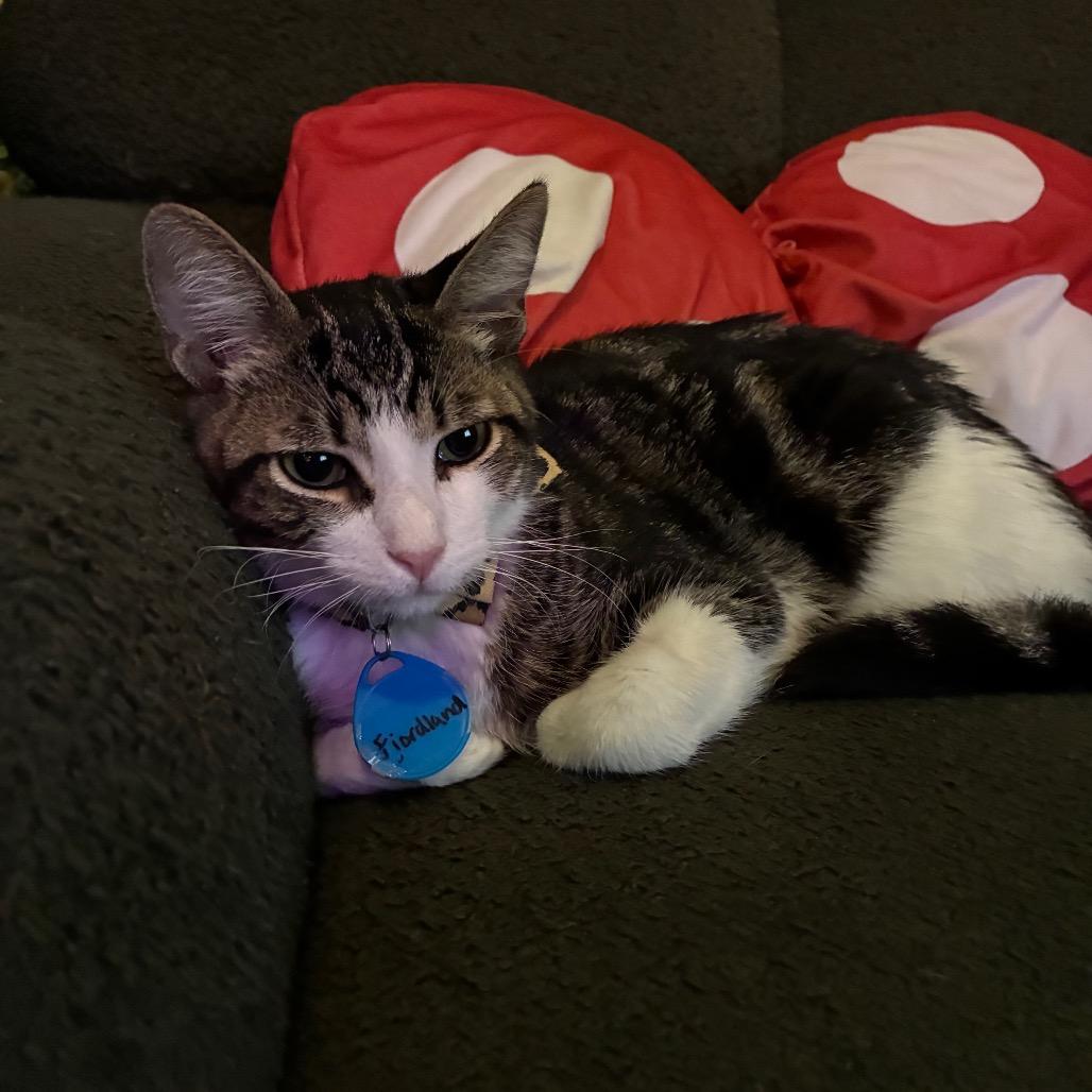 Fiordland (cat cafe adoption)
