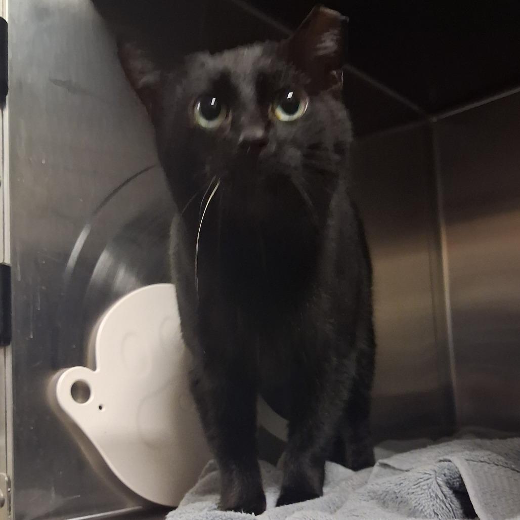 Salem 