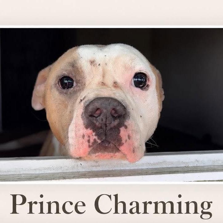 Prince Charming *