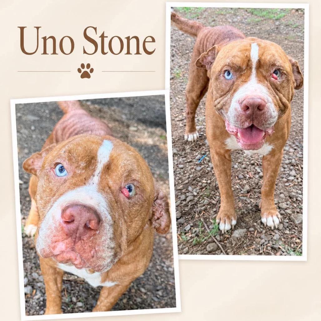 Uno Stone *