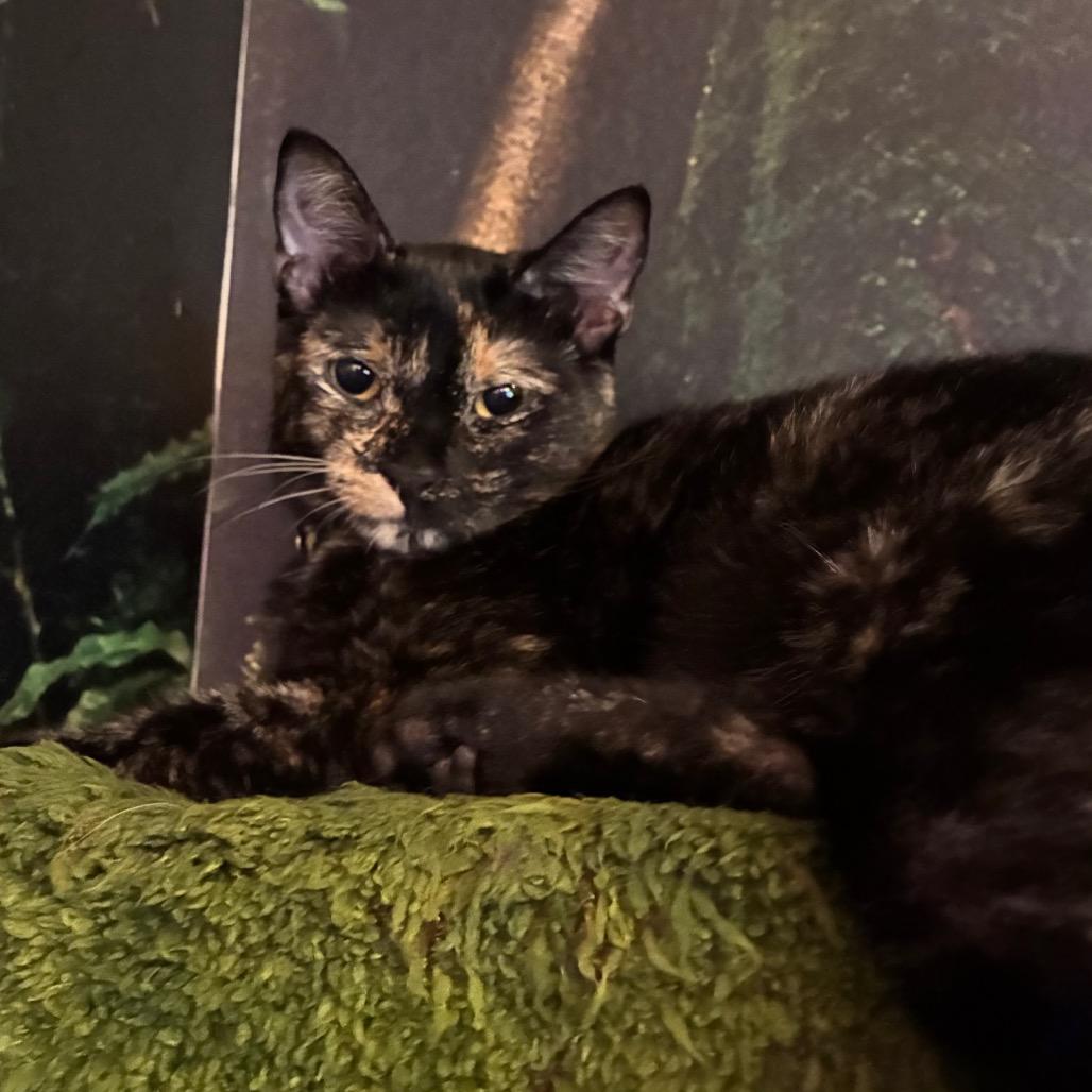 Kohaku (cat cafe adoption)