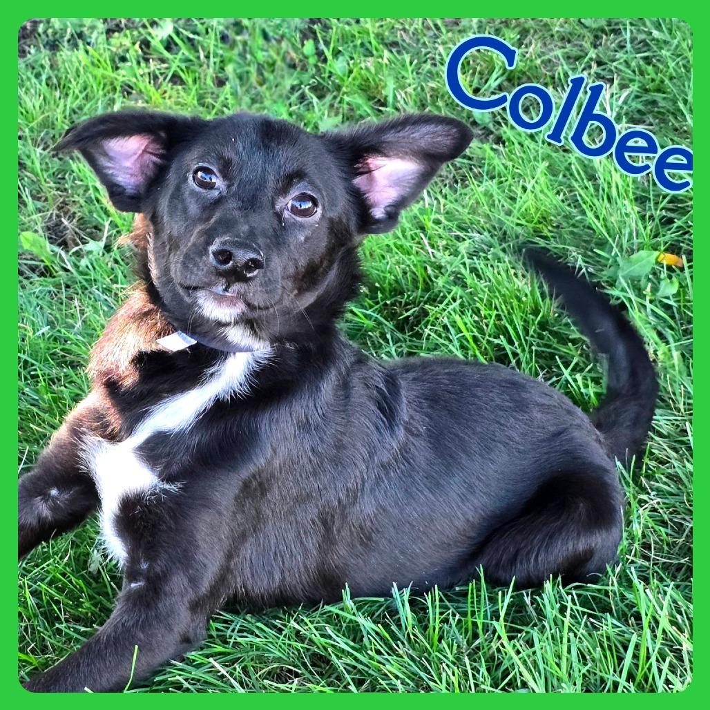 Colbee