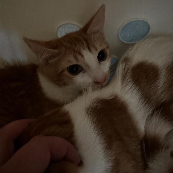 Peet