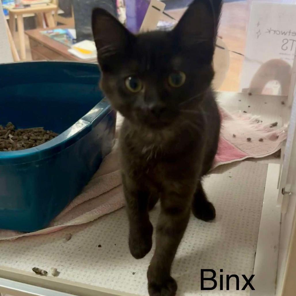 Binx *Meet me at Plymouth Petsmart*