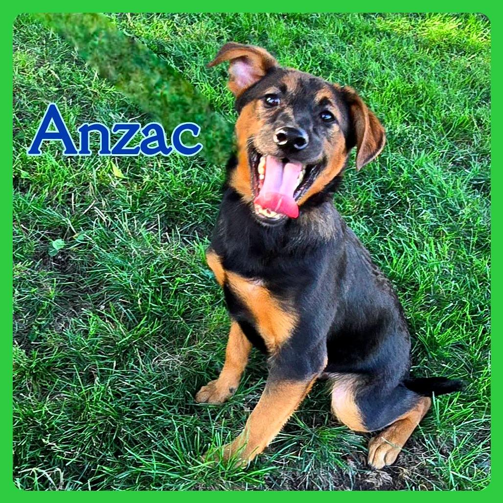 Anzac