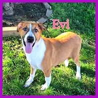 Evi