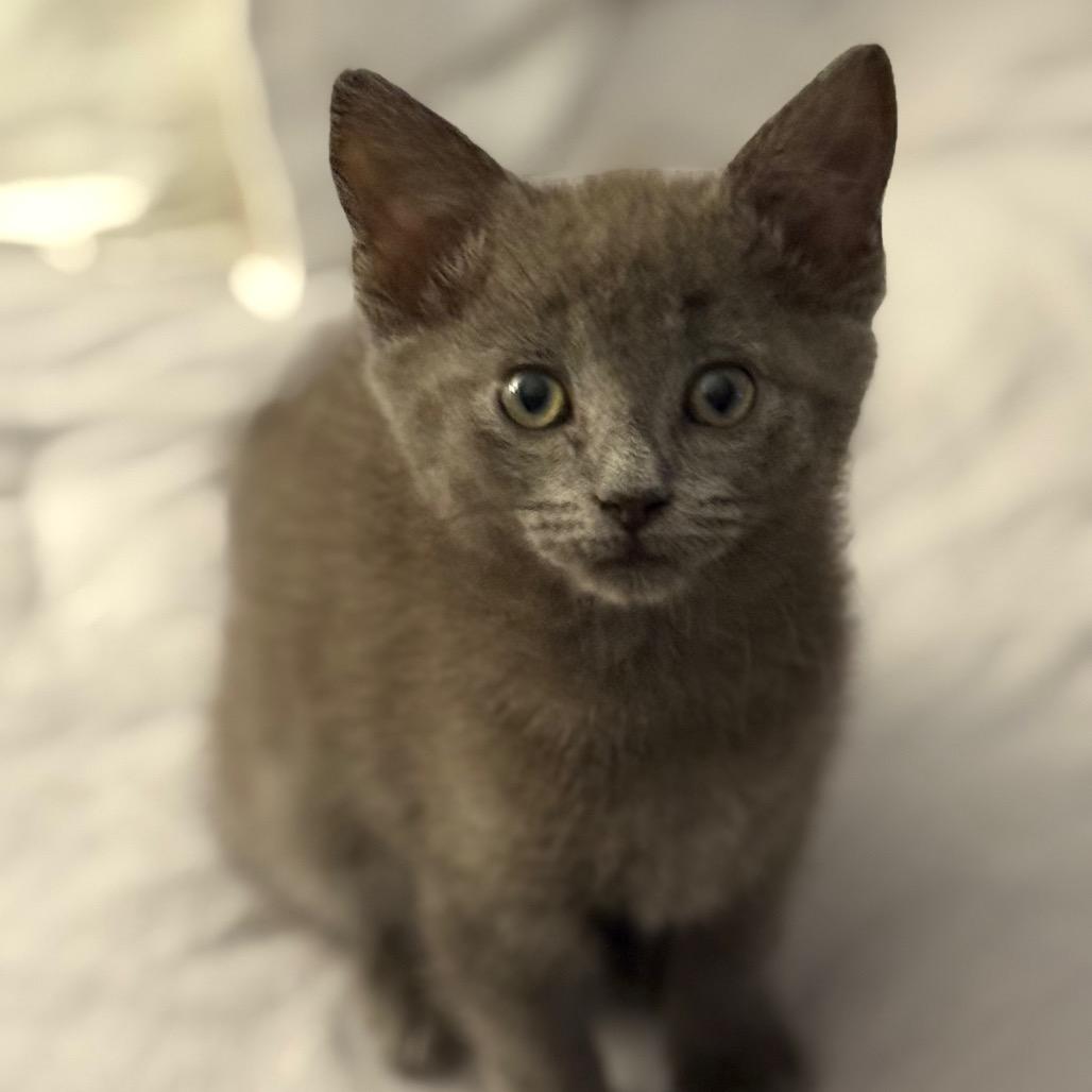Penelope